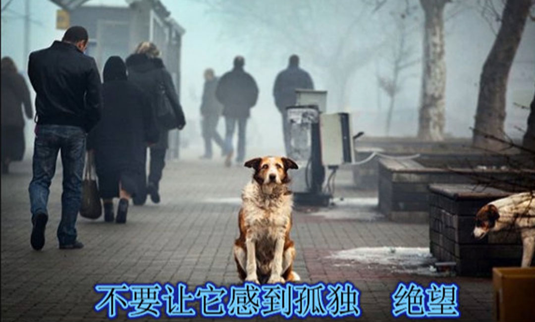 浙江爱影圈微博微信转发案例